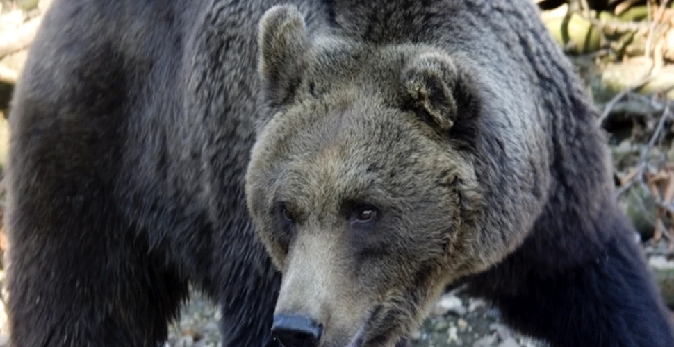 Urşii detectează intruşii chiar şi atunci când hibernează