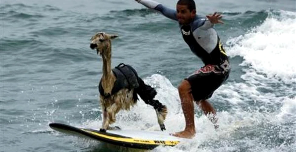 Moda verii 2010: surf cu alpaca