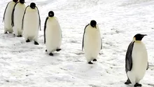 O colonie neştiută de 1,5 milioane de pinguini Adelie a fost descoperită în Antarctica | VIDEO