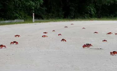 Migraţia spectaculoasă a milioane de crabi roşii pe Insula Crăciunului – VIDEO