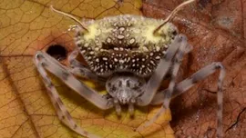 Oamenii de știință au descoperit o specie bizară de păianjen care se deghizează în ciupercă