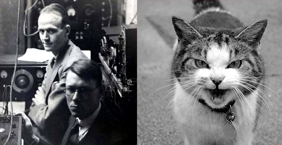 Telefonul-pisică: În 1929 doi cercetători americani au creat un telefon funcţional dintr-o pisică