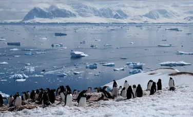 Cercetătorii au descoperit o lume necunoscută ascunsă în apele Antarcticii