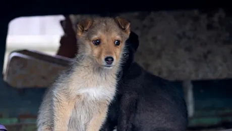 Ce amendă a primit o femeie care a abandonat patru pui de câine?