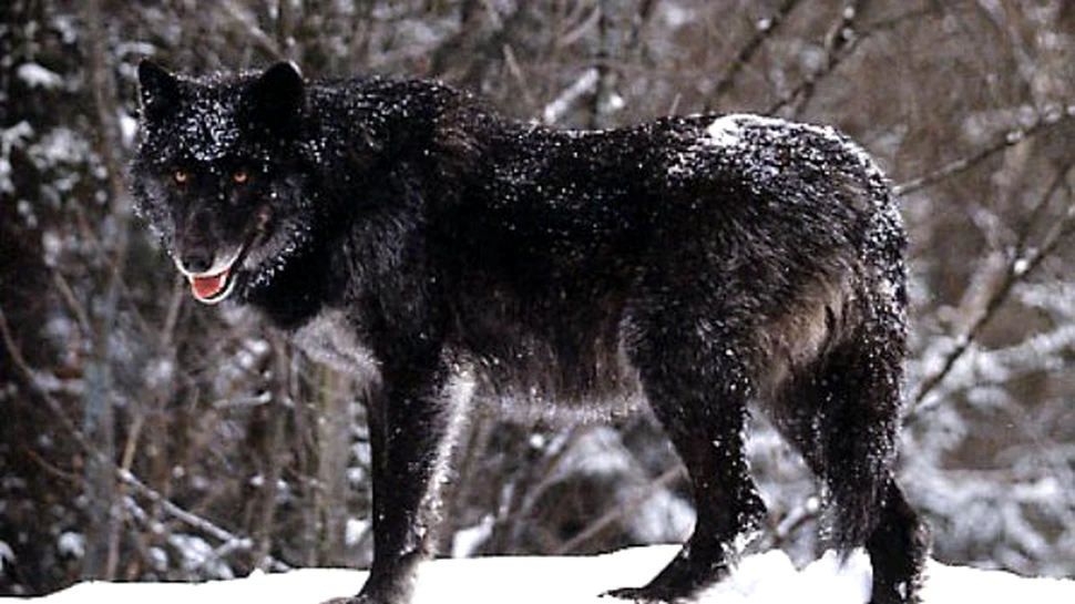Carnivorele au evoluat pentru a se evita reciproc