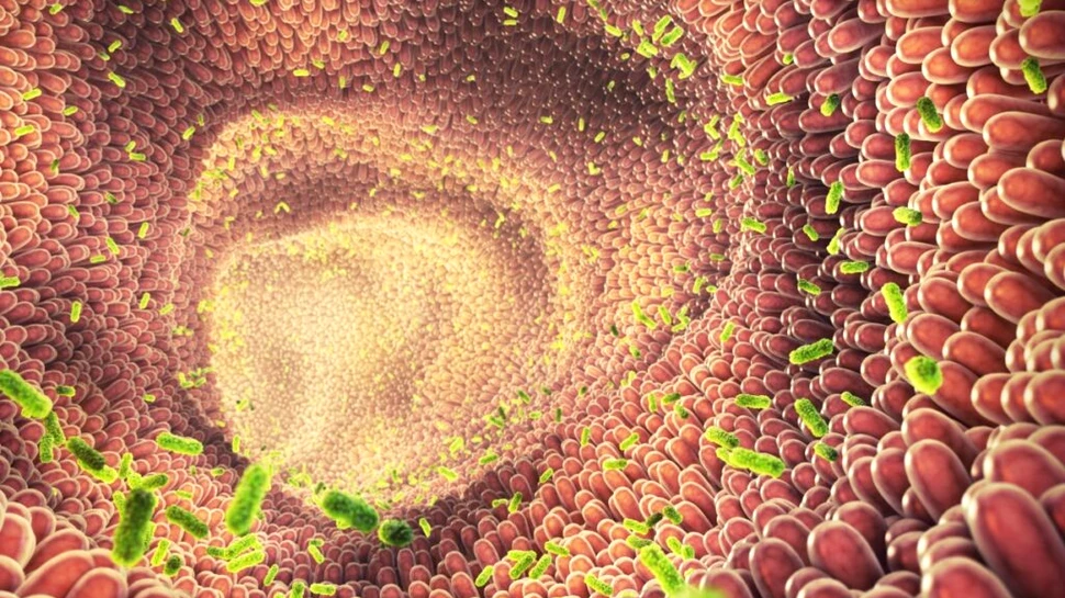 Oamenii de știință dezvăluie legătura dintre microbii intestinali și sănătatea inimii