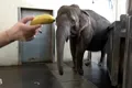 Un elefant de la Grădina Zoologică din Berlin a învățat să-și desfacă singur bananele