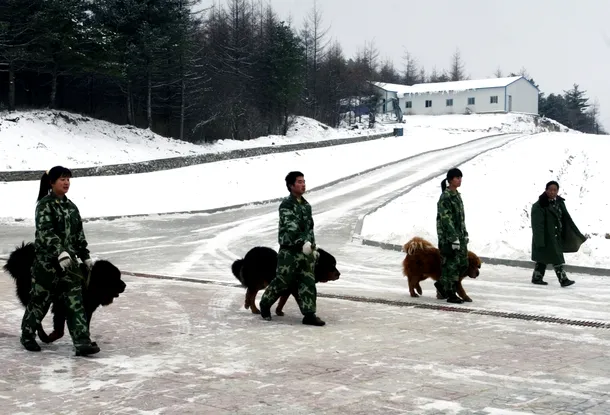 Unitate canina din cadrul poliţiei chineze in timpul unei defilări şi prezentări a rasei