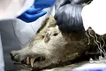 O femelă de urs, prinsă în permafrost timp de 3.500 de ani, a fost supusă unei necropsii