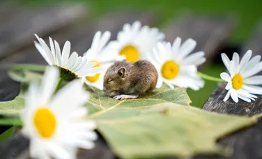 Șoarecii pot deosebi o fotografie de lucrul real. Ce au mai dezvăluit noi experimente?