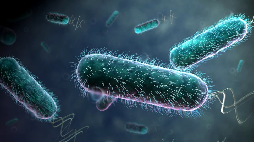Bacteriile rezistente la antibiotice se pot răspândi între animale, oameni și mediul înconjurător