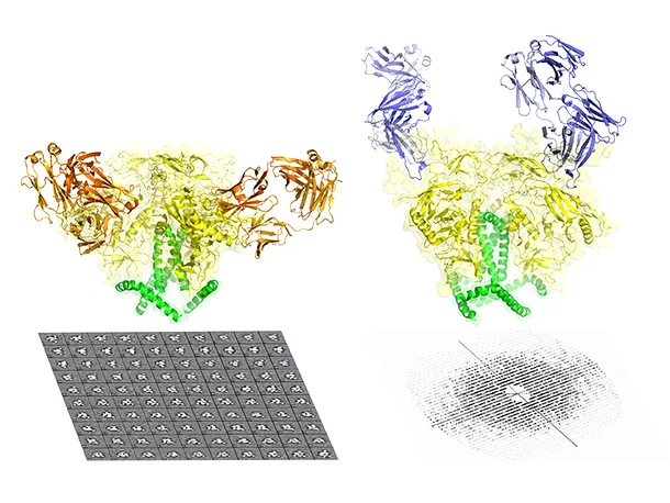 Proteina văzută la criomicroscopie electronică (stânga) şi la cristalografie cu raze X (dreapta)