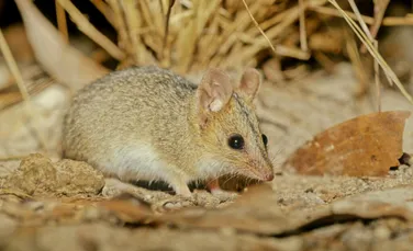 Cercetătorii au surprins pentru prima dată cum se târăsc micile marsupiale spre marsupiul mamei lor