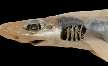Descoperire șocantă. Oamenii de știință au găsit un rechin fără piele