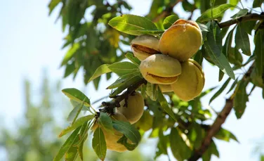 7 alimente esențiale pe care ar trebui să le mâncăm chiar de azi