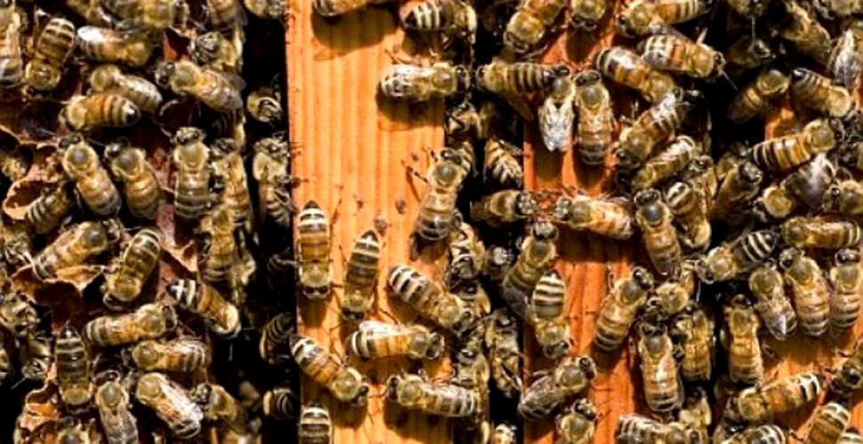 Nu chiar atat de cuminti: albinele isi inseala regina