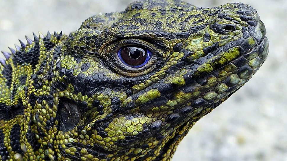 O creatură ce pare desprinsă din legende trăiește în zilele noastre