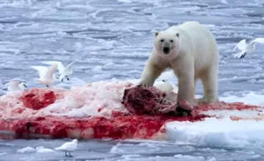 In Alaska se amenajeaza “raiul” ursilor polari