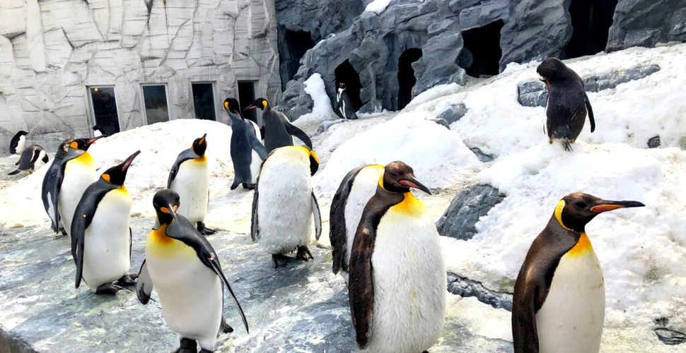 Singura grădină zoologică din România unde pot fi văzuți pinguini