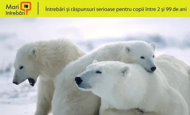 Hibernează urşii polari?