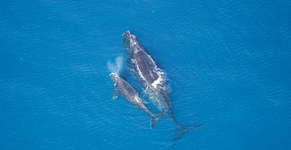 Balenele nordice au ajuns „la un pas de dispariție”. Doar 250 de specimene adulte au mai rămas în libertate