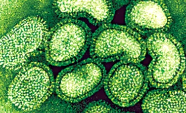 Jumatate dintre americani s-ar putea imbolnavi de gripa porcina
