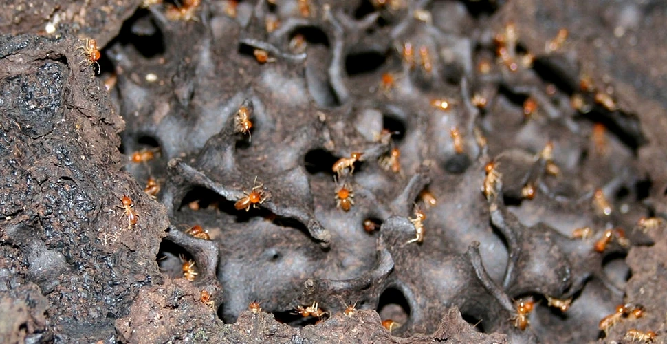 Furnicile şi termitele indică locurile unde se găsesc zăcăminte de aur