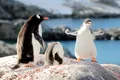 Un pinguin complet alb a fost filmat în Antarctica