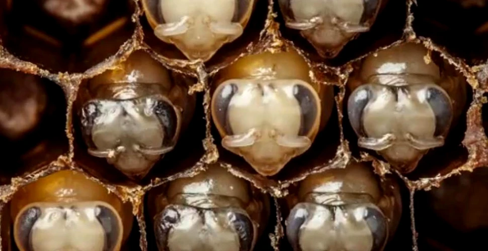 Imagini incredibile. Cum arată primele 21 de zile din viaţa unei albine – VIDEO