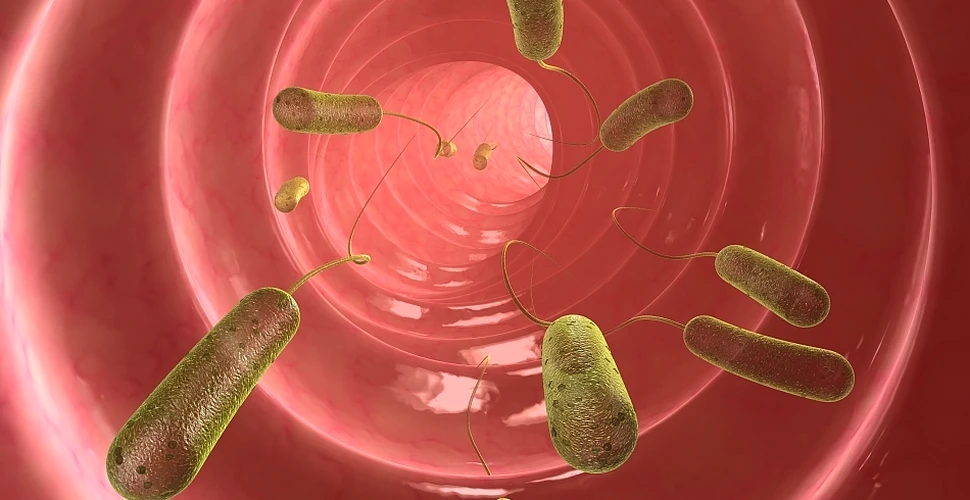Ce este Escherichia Coli (E.coli), bacteria care a omorât un copil în România? Cum se transmite şi cum o puteţi preveni?