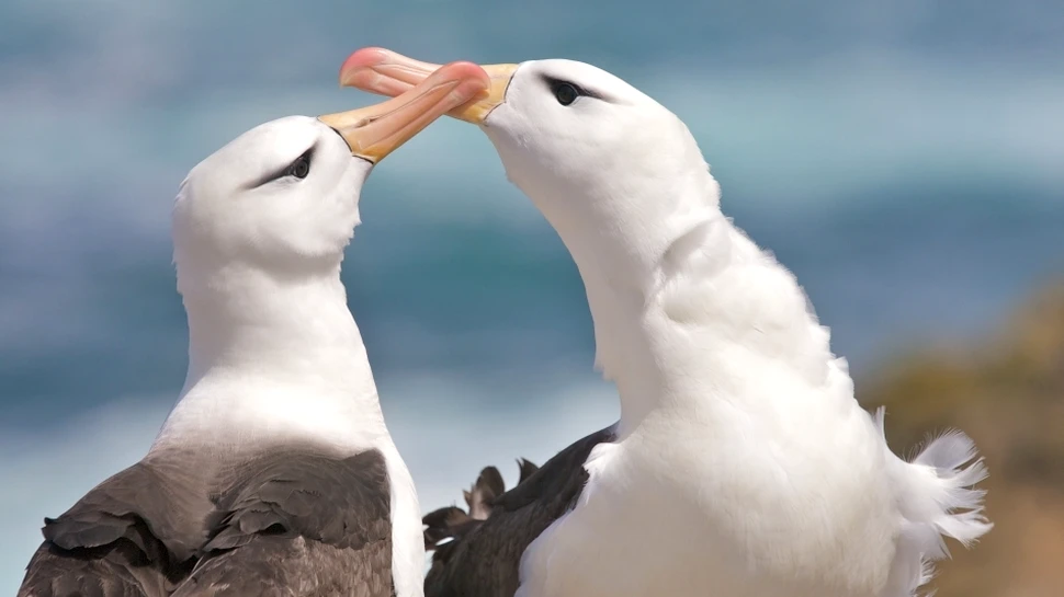 Albatroşii – suveranii cerului şi ai valurilor