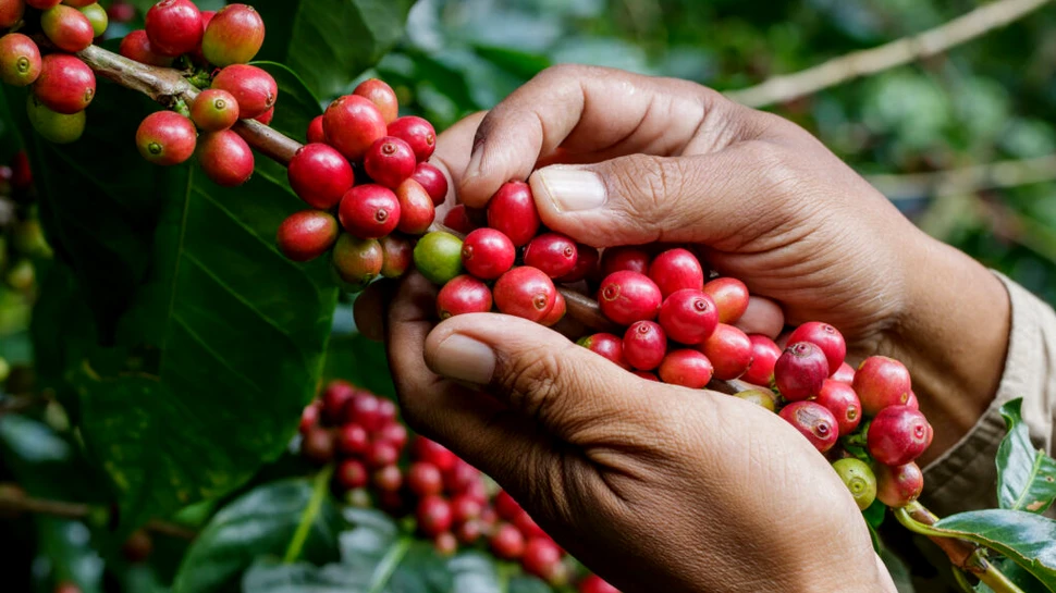 Importatorii de cafea din Uniunea Europeană renunță la micii fermieri din Africa
