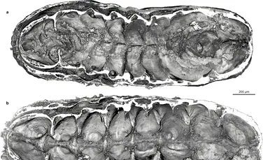 O larvă de milioane de ani s-a fosilizat cu măruntaiele intacte