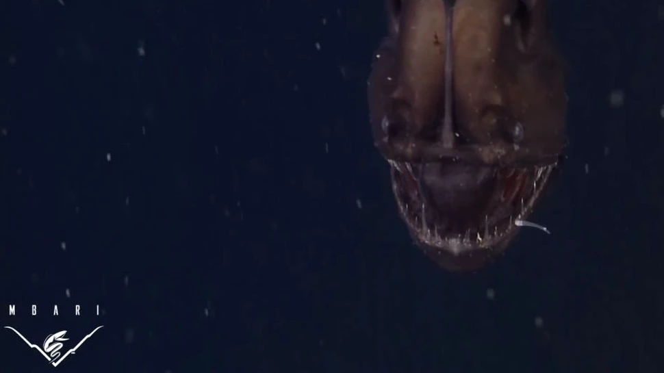 Creatură ciudată filmată pentru prima dată. Ce au înregistrat camerele la mare adâncime? (VIDEO)