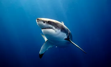 Prădători esențiali ai oceanelor, rechinii mor într-un ritm alarmant