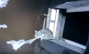 Fenomen spectaculos al naturii, observat pentru prima dată de oamenii de știință