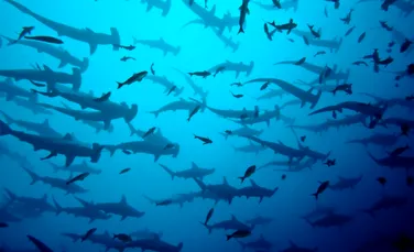 Un sanctuar pentru rechini: aceste animale vor fi protejate într-o zonă oceanică imensă, aproape cât Australia
