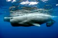 Ceva uimitor se întâmplă cu balenele din Marea Mediterană
