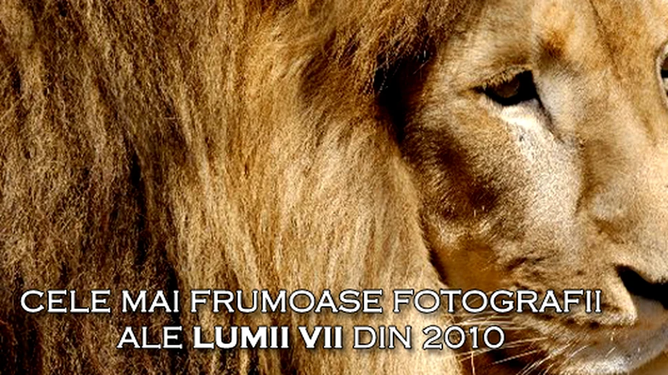 Cele mai frumoase 50 de fotografii ale lumii vii din 2010