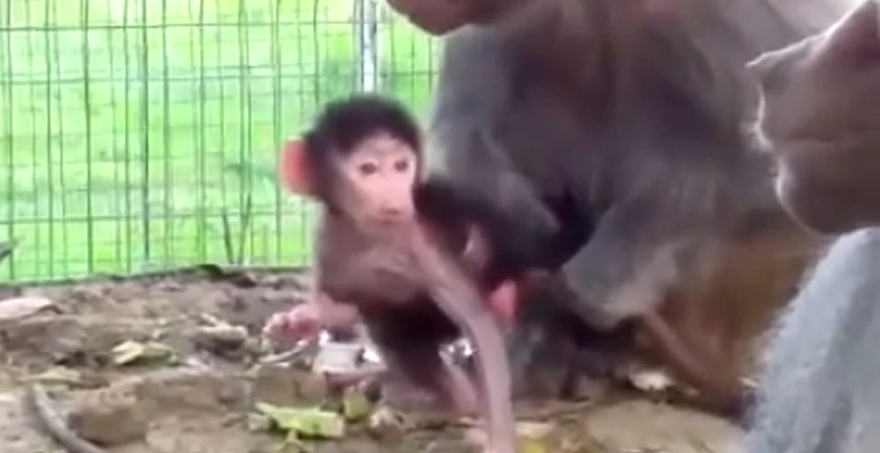 Se caută nume pentru un pui de babuin, născut în captivitate, la o grădină zoologică din România