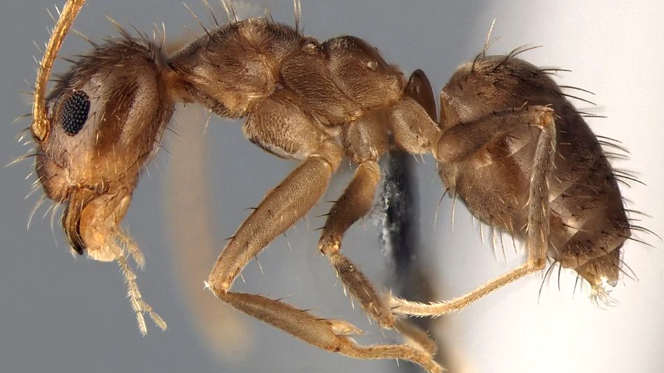 Atacul furnicilor nebune: cercetătorii au reuşit să identifice o specie de dăunător care invadează SUA