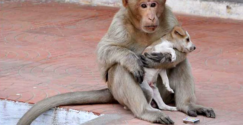 O maimuţă din India a adoptat un căţel şi îl îngrijeşte de parcă ar fi puiul ei – GALERIE FOTO