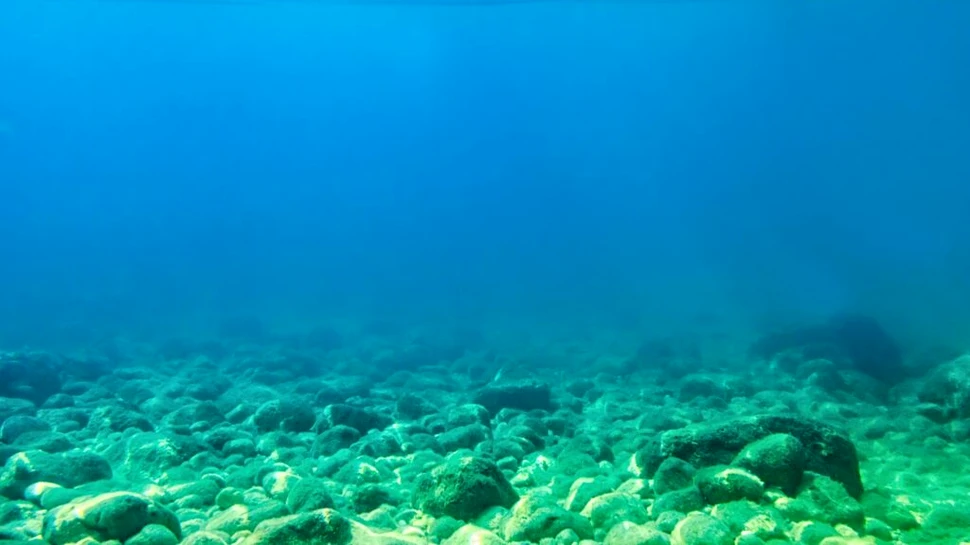 Test de cultură generală. Ce animal are 3 inimi, 9 creieri și sânge albastru?