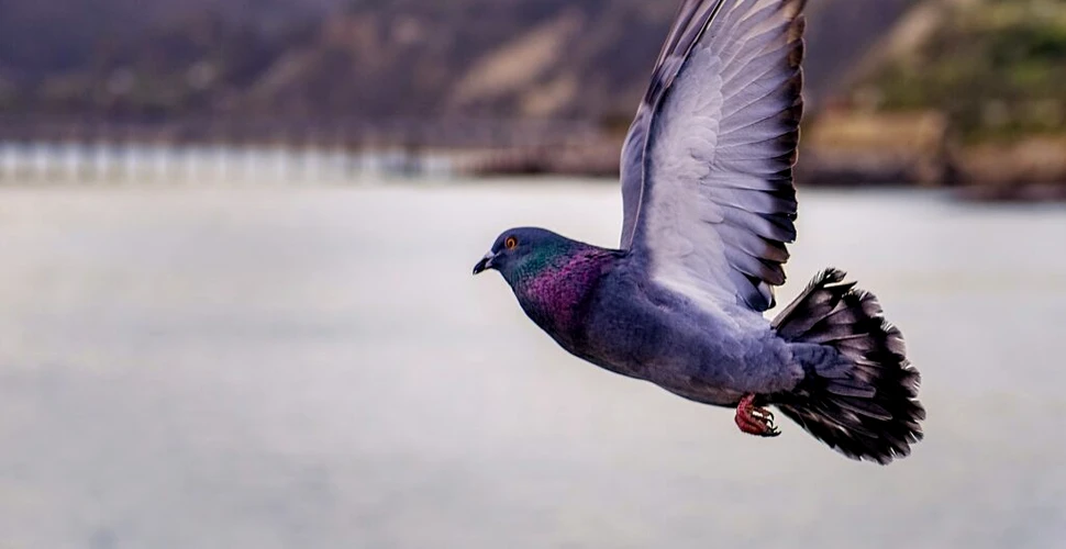 Strămoșii porumbeilor sălbatici, găsiți pe insulele britanice și irlandeze