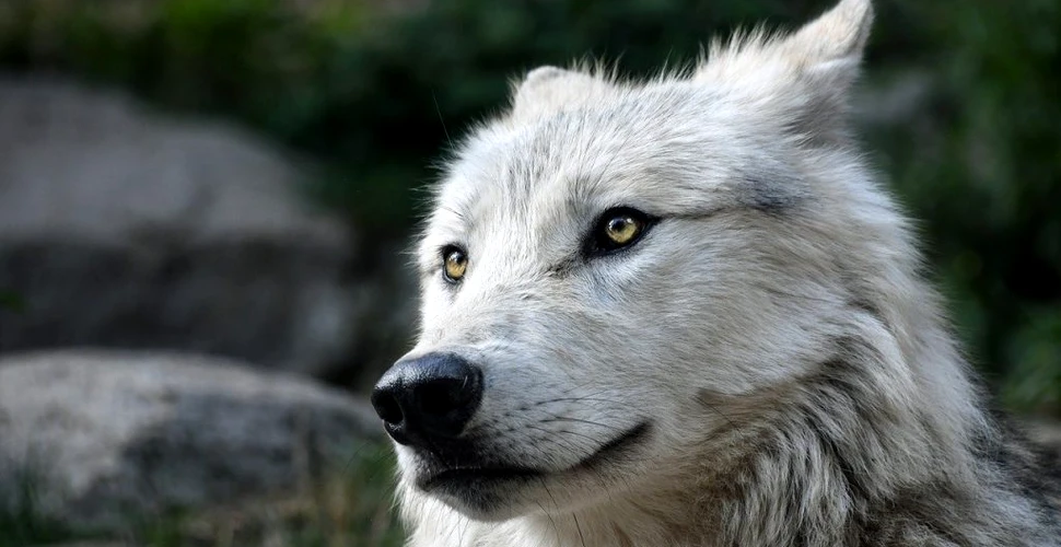 Lupii preistorici erau diferiți de lupii cenușii, arată ADN-ul acestora, conform unui studiu