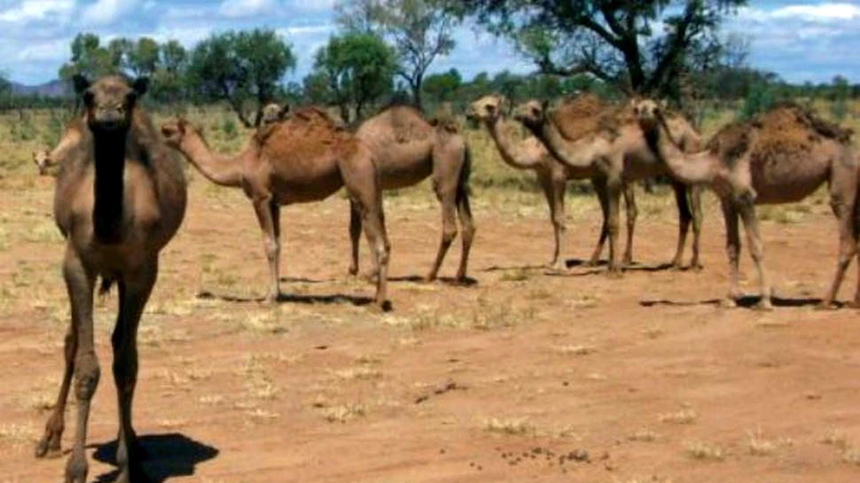 Salvati camilele! Mancati-le!