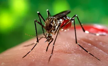 Efectele provocate de virusul Zika asupra creierului uman