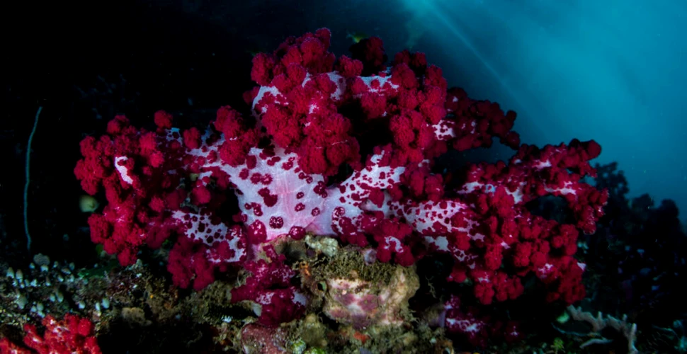 Oamenii de știință au descoperit un ecosistem nou care se ascunde sub fundul oceanului