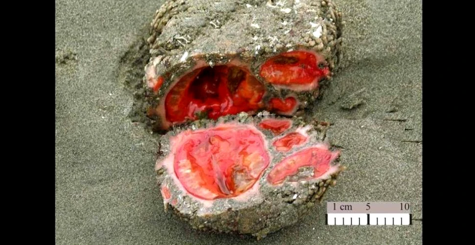 O piatră care sângerează? Nu, un animal bizar: Pyura chilensis