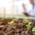 Dacă plantezi aceste legume acum, te poți bucura de ele înainte de sfârșitul verii!